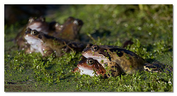 Common frog - Rana temporaira