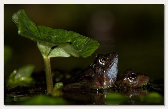 Common frog - Rana temporaira