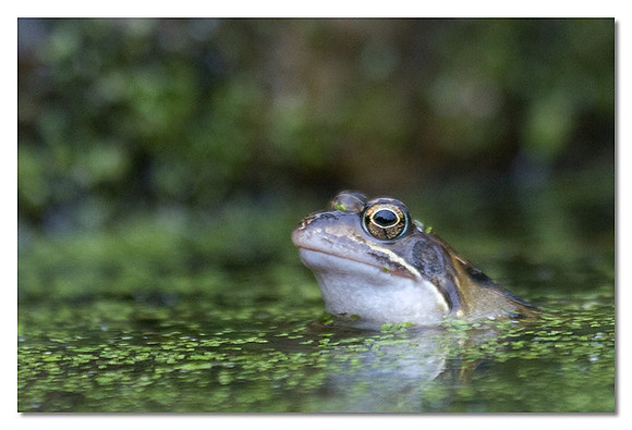 Common frog - Rana temporaira