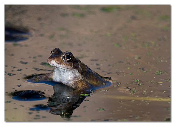 Common frog - Rana temporaira