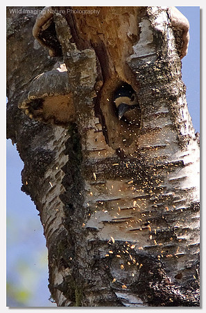 Great spotted woodpecker - Dendrocopos major