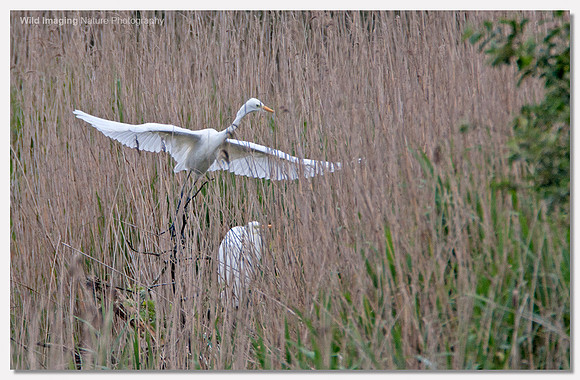 Great white egret - Ardea alba