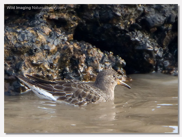 Purple sandpiper - Calidris maritima