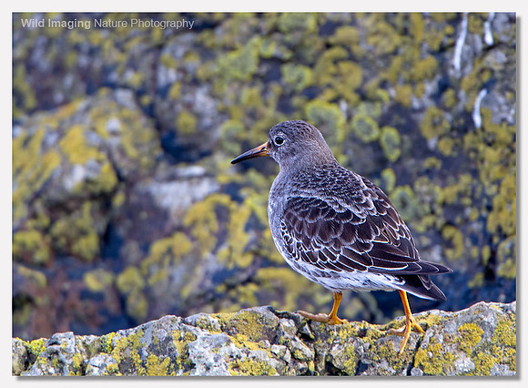 Purple sandpiper - Calidris maritima