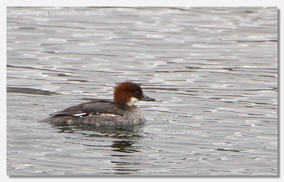 Smew - Mergus albellus