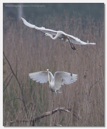 Great white egret - Ardea alba