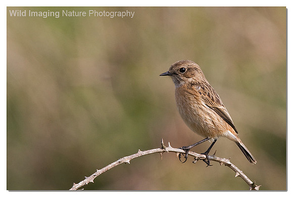 Stonechat - Saxicola torquata