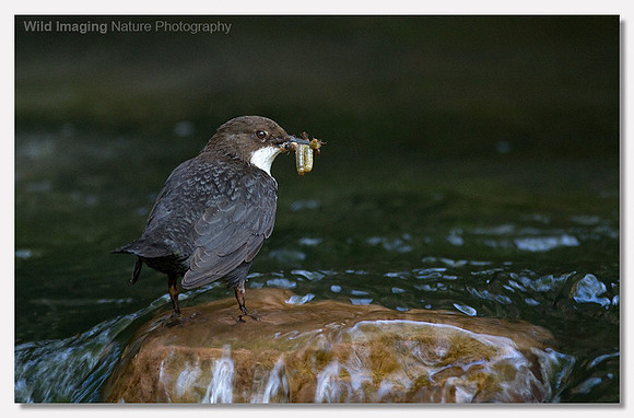 Dipper - Cinclus cinclus