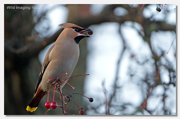 Waxwing - Bombycilla garrulus
