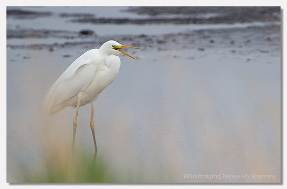 Great white egret - Ardea alba