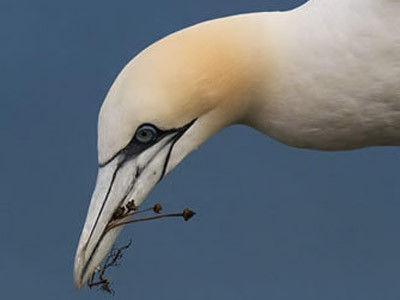 Gannet Photography at Bempton Cliffs
