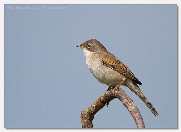 Whitethroat - Sylvia communis