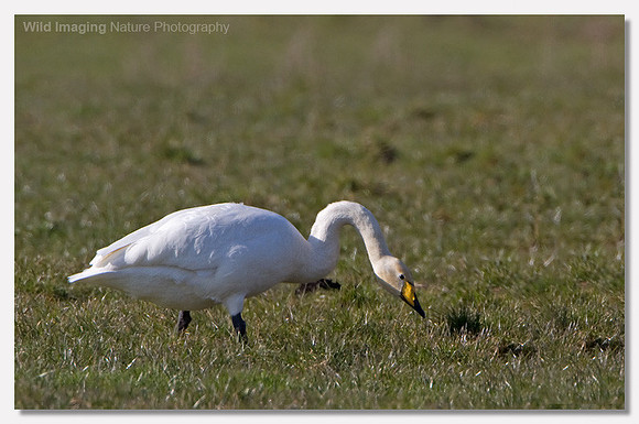 Whooper swan - Cygnus cygnus