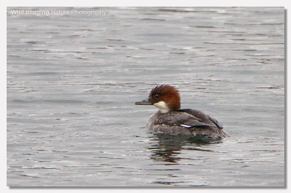 Smew - Mergus albellus