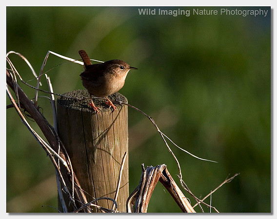 Wren - Troglodytes troglodytes