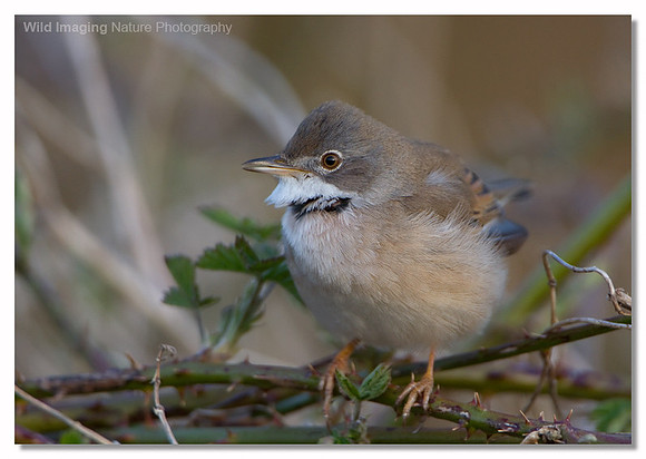 Whitethroat - Sylvia communis