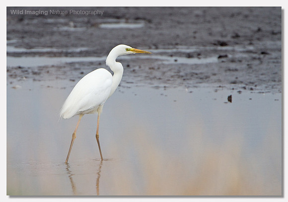 Great white egret - Ardea alba