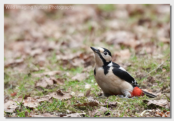 Great spotted woodpecker - Dendrocopos major