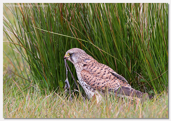 Kestrel - Falco tinnunculus