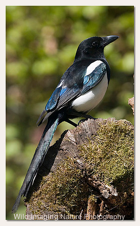 Magpie - Pica pica