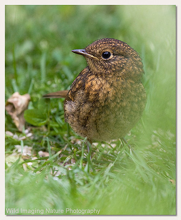 Robin - Erithacus rubecula