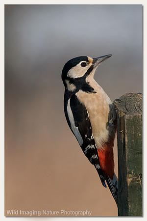 Great spotted woodpecker - Dendrocopos major
