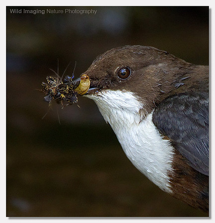 Dipper - Cinclus cinclus