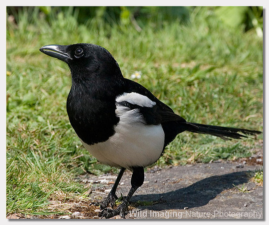Magpie - Pica pica