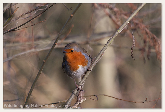 Robin - Erithacus rubecula