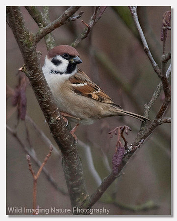 Tree sparrow - Passer montanus