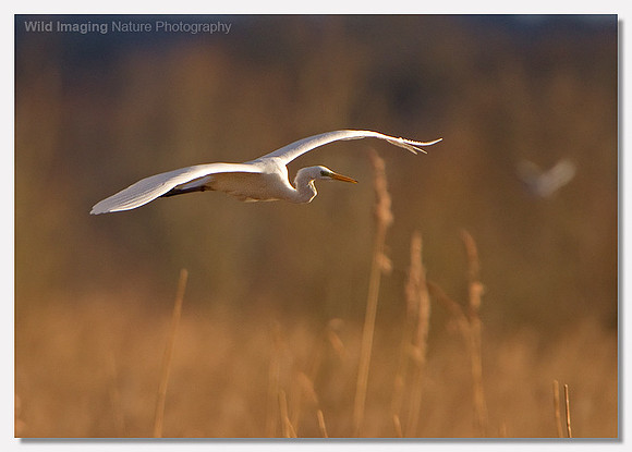 Great white egret - Ardea alba