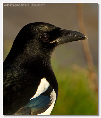 Magpie - Pica pica