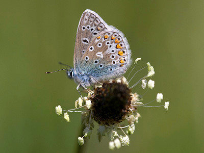 Common blue butterfly