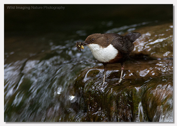 Dipper - Cinclus cinclus
