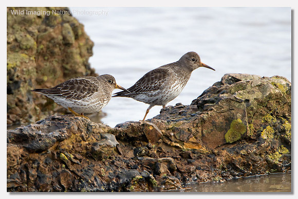 Purple sandpiper - Calidris maritima