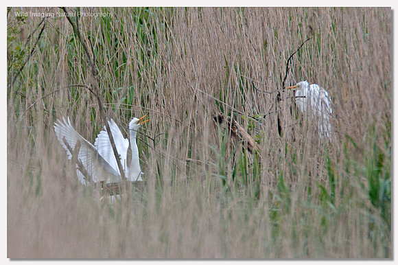 Great white egret - Ardea alba