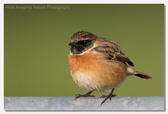 Stonechat - Saxicola torquata