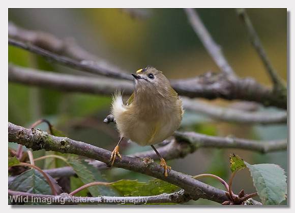 Goldcrest - Regulus regulus