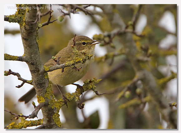 Chiffchaff - Phylloscopus collybita