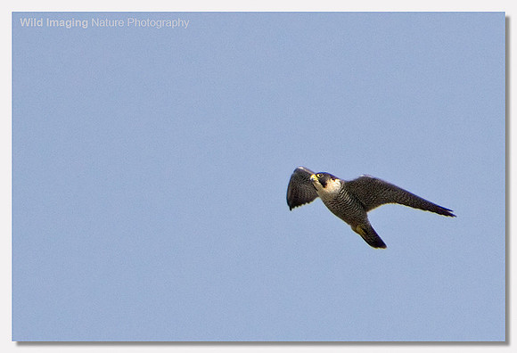 Peregrine falcon - Falco peregrinus
