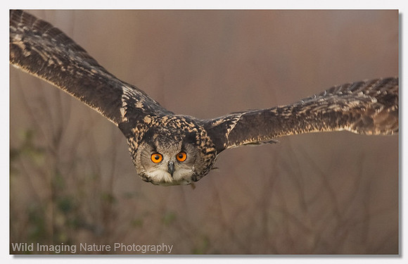 Eurasian Eagle Owl - Bubo bubo (captive bird)
