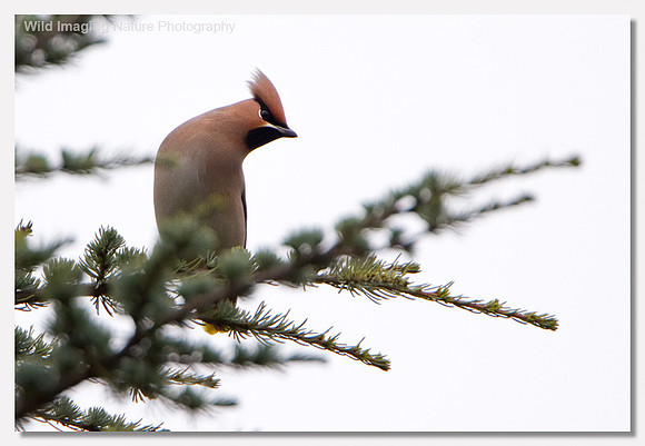 Waxwing - Bombycilla garrulus