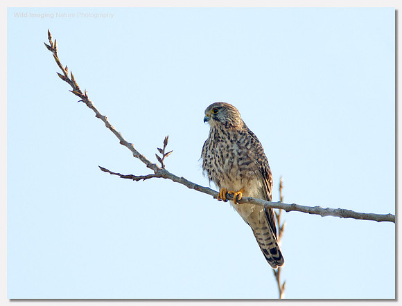 Kestrel - Falco tinnunculus
