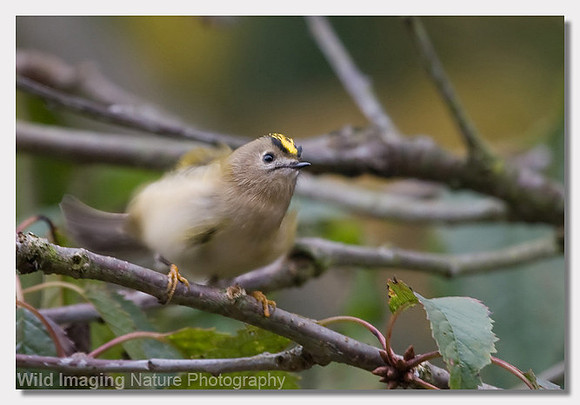 Goldcrest - Regulus regulus