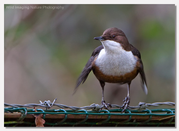 Dipper - Cinclus cinclus
