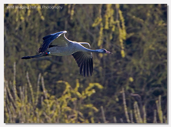 Common crane - Grus grus