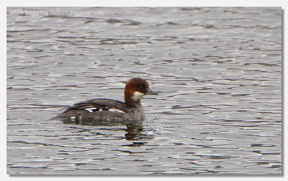 Smew - Mergus albellus