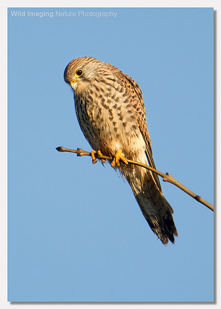 Kestrel - Falco tinnunculus