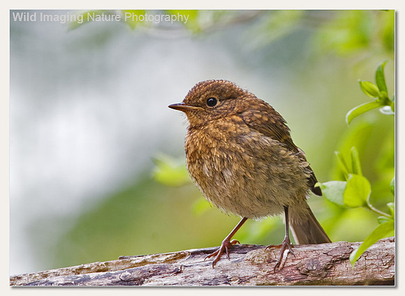 Robin - Erithacus rubecula