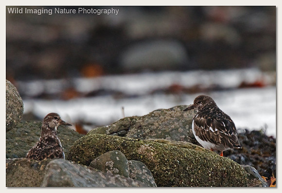 Turnstone - Arenaria interpres